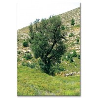 עץ מדגמן