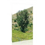 עץ מדגמן