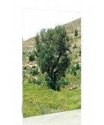 עץ מדגמן