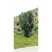 עץ מדגמן