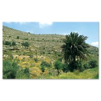 עץ דקל