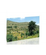עץ דקל