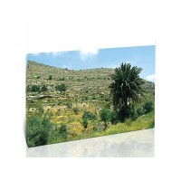 עץ דקל