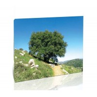 שביל ועץ