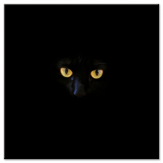 חתול שחור, תמונת קנבס
