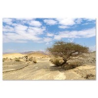 עץ שיטה, נגב