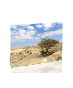 עץ שיטה, נגב