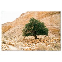 עץ אשל, הנגב