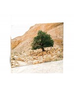עץ אשל, הנגב