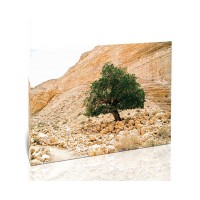 עץ אשל, הנגב