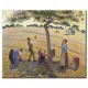 קטיף תפוחים - Camille Pissarro