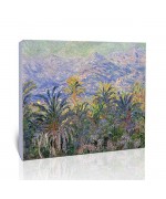 עצי דקל בבורדיגרה