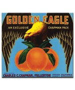Golden Eagle