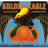 Golden Eagle