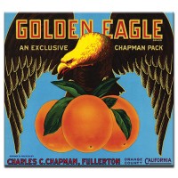 Golden Eagle