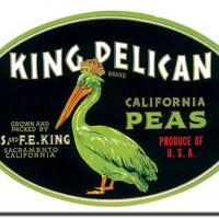 King Pelican