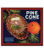 Pine Cone
