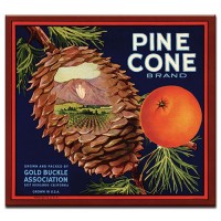 Pine Cone