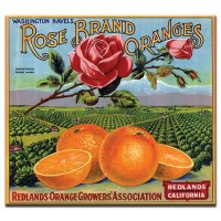 Rose Brand Oranges