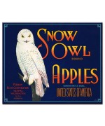 Snow Owl