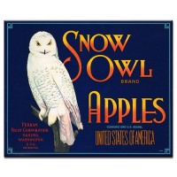 Snow Owl