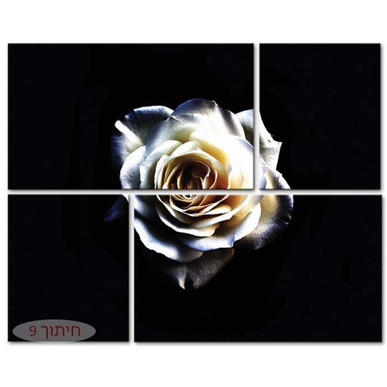 ורד לבן,  תמונות קנבס בחלקים