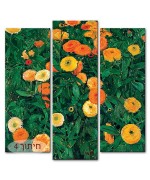 ציפורני חתול