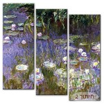 חבצלות מים