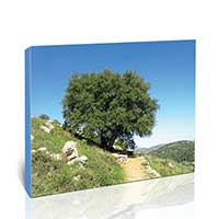 ישראל